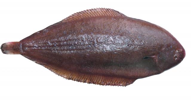 Zeetong Zeetong
