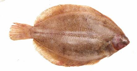 tongschar tongschar
