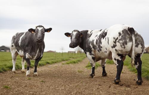 Runderen Belgisch Witblauw