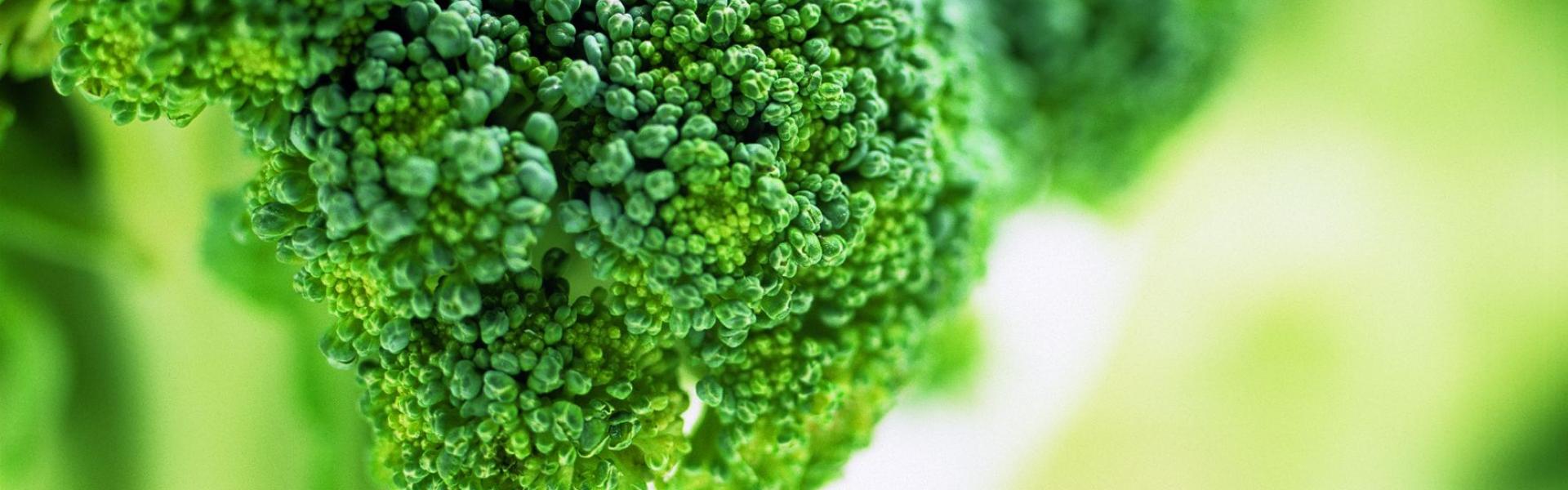 Brocolli Brocolli