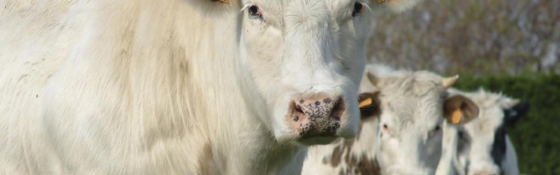 dierenwelzijn dierenwelzijn