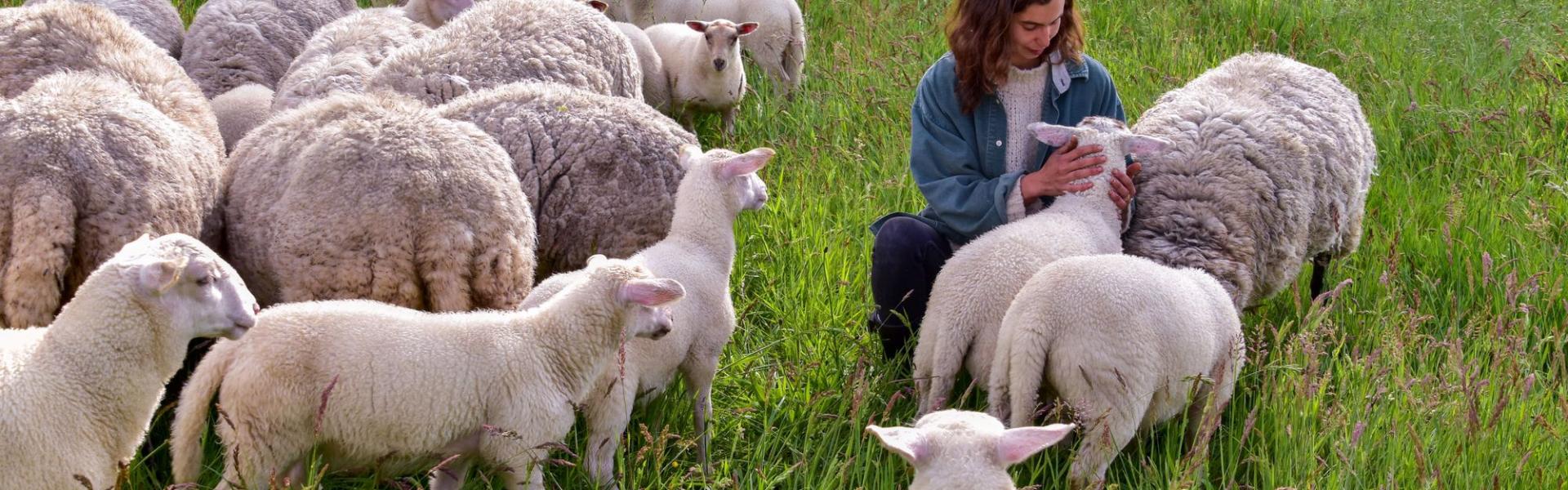 Meisje met schapen in een weide Meisje met schapen in een weide